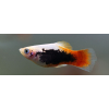 Platka - Zmienniak Plamisty - Xiphophorus maculatus